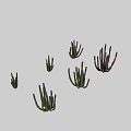 Different Types Of Potted Succulent Plants With Green Stems And Varied Growth Shapes