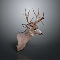 Deer Head Taxidermy Mount With Large Antlers For Home Wall Decoration