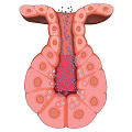 3D Medical Device Model of Organ Structure With Internal Drug Delivery Particles