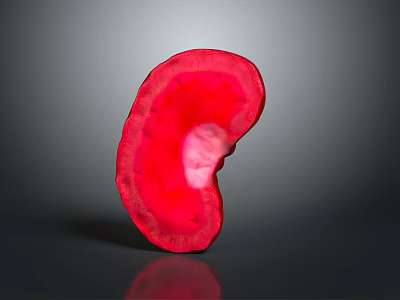 Red Anatomical Ear With Detailed Internal Structure On Gray Background 3d model
