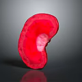 Red Anatomical Ear With Detailed Internal Structure On Gray Background