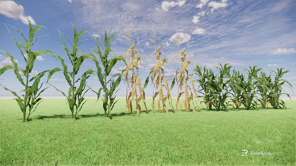 Corn Plants in Green and Yellow Growth Stages Under Blue Sky With White Clouds 3d model 