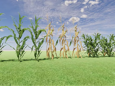 Corn Plants in Green and Yellow Growth Stages Under Blue Sky With White Clouds 3d model