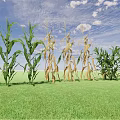 Corn Plants in Green and Yellow Growth Stages Under Blue Sky With White Clouds