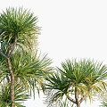 Trees With Green Leaves Trunk And Exposed Roots In Natural Arrangement