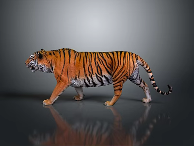 Realistic Tiger With Orange Black Stripes Walking On Gray Background With Reflection 3d model