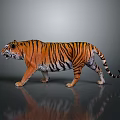 Realistic Tiger With Orange Black Stripes Walking On Gray Background With Reflection 3d model