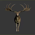 Majestic Brown And White Deer With Large Antlers Standing On Dark Background