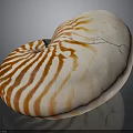Shiny Nautilus Shell With Orange And White Stripes In Spiral Shape