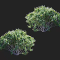 Two Green Garden Shrubs with Lush Foliage and Natural Bush Shape for Outdoor Landscape Decoration