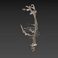 Detailed Dinosaur Skeleton Anatomical Display With Vertebrae Ribs And Limbs