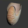 Nautilus Marine Creature Displaying Unique Spiral Shell With Orange And White Stripes
