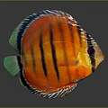 Vibrant Colored Discus Fish with Orange Black Stripes and Green Fins on Dark Background