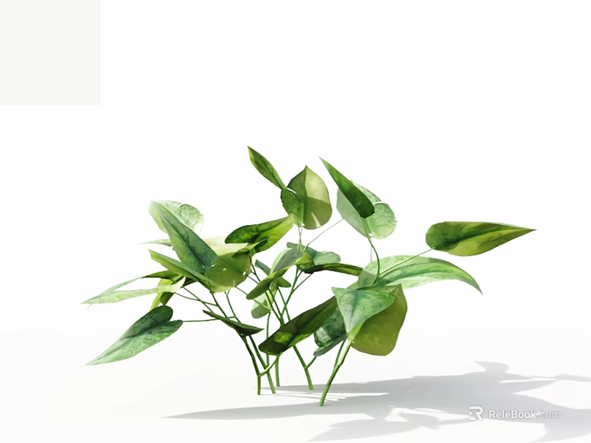Green Leafy Plant With Large Leaves Veins And Slender Stems On White Background With Shadows 3d model 