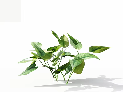 Green Leafy Plant With Large Leaves Veins And Slender Stems On White Background With Shadows 3d model