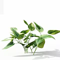 Green Leafy Plant With Large Leaves Veins And Slender Stems On White Background With Shadows