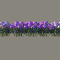 Vibrant Outdoor Shrubs with Purple and Pink Flowers in a Row