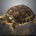 Brown Orange Patterned Tortoise with Scaly Legs on Dark Reflective Background