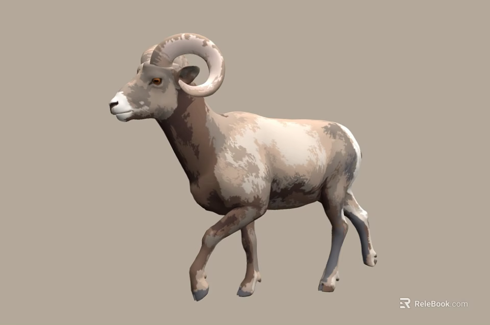 Ram With Curved Horns Walking On Grey Background With Brown White Coat 3d model 