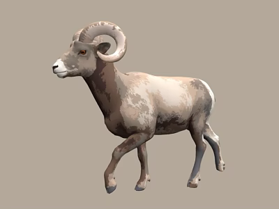 Ram With Curved Horns Walking On Grey Background With Brown White Coat 3d model