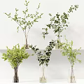 Elegant Green Leafy Plants In Glass Vases On White Shelf
