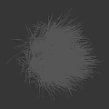 Light Brown And Golden Ornamental Grass With Fluffy Slender Leaves On Black Background