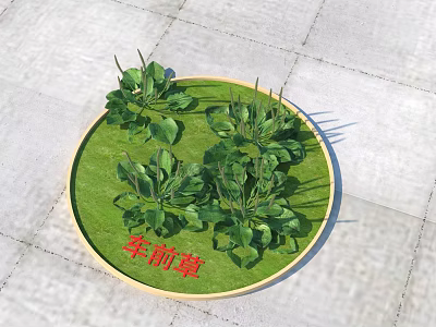 Plantain Herb Growing In Circular Green Patch With Fresh Green Leaves On Gray Paved Ground 3d model