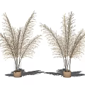 Golden Brown Pampas Grass in Metallic Vases Decorative Plants on White Background
