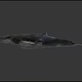 Realistic Blue Whale Model Displayed On Dark Background With Detailed Skin Texture Fins And Tail