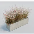 Ornamental Grass With Slender Leaves And White Flowers In Rectangular Concrete Planter 3d model