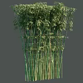 Tall Bamboo Stalks With Lush Green Leaves And Varying Heights In Natural Grove Setting