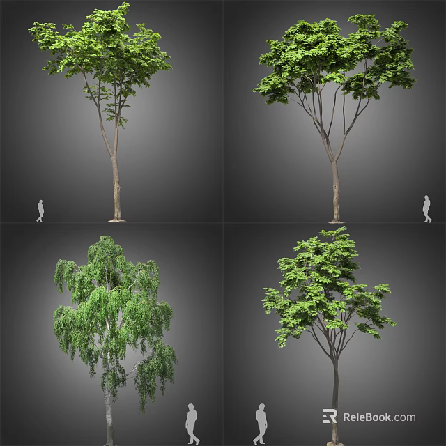 Various Arbor Trees With Different Canopy Shapes And Human Figure For Scale 3d model