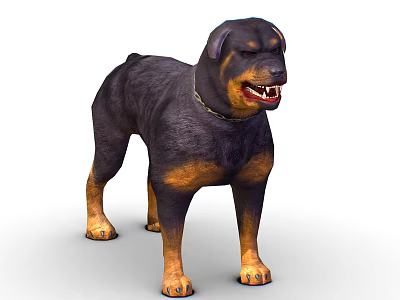 Black and Tan Rottweiler Dog With Chain Collar Standing In Fierce Expression 3d model