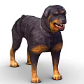 Black and Tan Rottweiler Dog With Chain Collar Standing In Fierce Expression