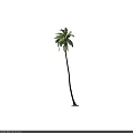 Tall Palm Tree With Long Trunk Green Fronds And Root Base 3d model