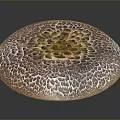 Fresh Natural Round Edible Mushroom With Brown And White Patterned Surface