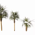 Palm Trees of Different Sizes Standing in a Row with Green Fronds