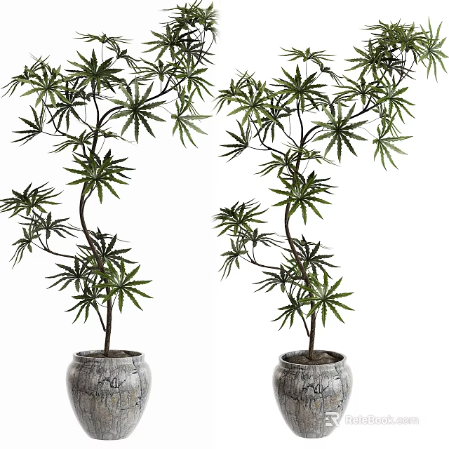 Bonsai Potted Plants With Slender Trunks And Lush Green Leaves In Patterned Ceramic Pots 3d model 
