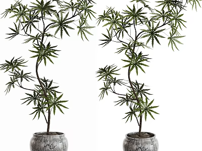 Bonsai Potted Plants With Slender Trunks And Lush Green Leaves In Patterned Ceramic Pots 3d model