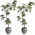 Bonsai Potted Plants With Slender Trunks And Lush Green Leaves In Patterned Ceramic Pots