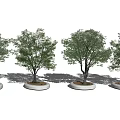Four Arbor Trees Planted in Round White Bases Against White Background 3d model