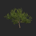 Arbor Tree With Single Trunk And Lush Green Leaves Isolated On Dark Background 3d model
