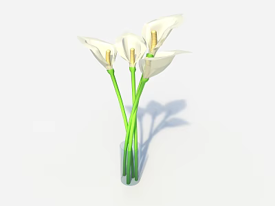 White Calla Lilies in Transparent Vase with Green Stems on White Background 3d model