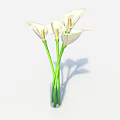White Calla Lilies in Transparent Vase with Green Stems on White Background