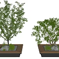 Two Square Tree Planters with Healthy Green Trees Stones and Small Plants