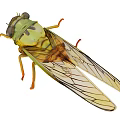 Green Cicada With Transparent Wings Detailed Body And Long Legs As Flying Insect