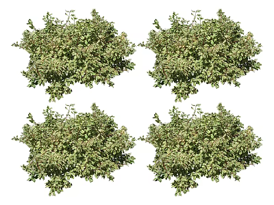 Modern shrubs and flowers 3d model