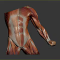 Realistic Human Muscle Anatomy Model Displaying Torso And Arm Muscle Details