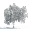 Tall Willow Tree With Hanging Branches And Green Leaves Against Blue Sky