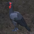 Large Black Bird With Red Head And Long Curved Beak Standing In Natural Habitat
